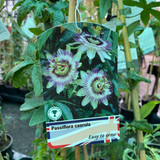 Passiflora caerulea (Passion Flower) 2l