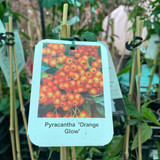 Pyracantha 'Orange Glow' (Firethorn)