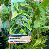 Solanum arueovariegatum