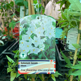 Solanum Jasminoides Album