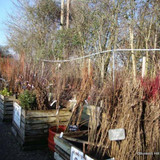1x Berberis julianae (Barberry) 30-50cm (2yr) bare root - single plant