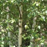 1 x Betula pendula (Silver Birch) 120-150cm bare root - single plant