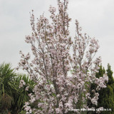 Prunus 'Amanogawa' (Flowering Cherry) - 6/8cm