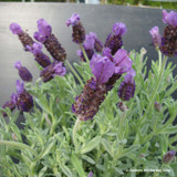 Lavendula stoechas (Lavender) 'Fat Head' - 5ltr