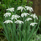25 x Galanthus 'Flore Pleno' (Double Snowdrops) - Bulbs in the Green