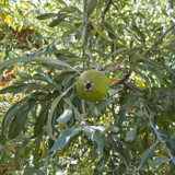 Pyrus salicifolia 'Pendula' (Weeping Pear) -6/8cm