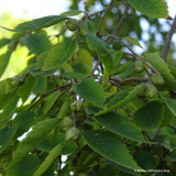 Zelkova carpinifolia (Caucasian Elm) 8/10cm