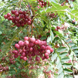 Sorbus vilmorinii (Rowan) - 8/10cm
