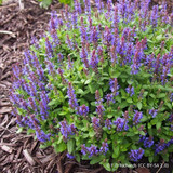 Salvia nemorosa 'Blue Bouquetta' 3ltr