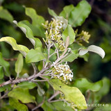 Olearia Paniculata - 7.5ltr