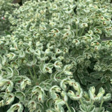 Euphorbia 'Silver Swan' 3 litre