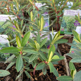Euphorbia characias 'Black Pearl' 1ltr pot