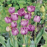 Tulip Lilac Perfection