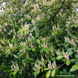 Prunus laur. 'Rotundifolia' (Cherry Laurel) 2ltr