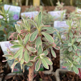Euphorbia characias 'Silver Edge' 1ltr pot
