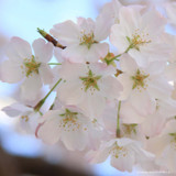 Prunus serrulata 'Sunset Boulevard' (Flowering Cherry) - 200/250cm