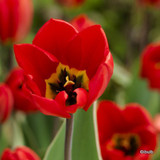 Tulip Red Emperor