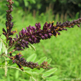 Amorpha fruticosa (false indigo bush) 7.5L