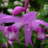 Bletilla striata (Chinese ground orchid) 1L
