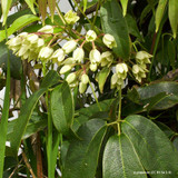 Holboellia latifolia (Broad-leaf sausage vine)15L