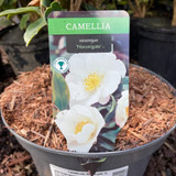 Camellia sasanqua 'Narumigata' 5L