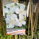 Clematis montana grandiflora - 2L