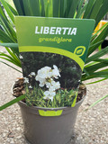 Libertia grandiflora (p17)