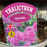 Thalictrum 'Little Pinkie' 3 litre pot