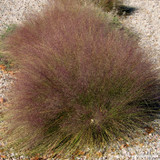 Muhlenbergia 'Undaunted' (grass) 3L