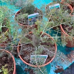 Fennel- Bronze (14.5cm potted)