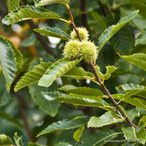 Castanea sativa (Sweet Chestnut) - 6/8cm