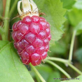 Loganberry (potted)