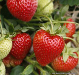 Strawberry - pack of 6