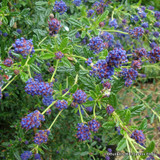 Ceanothus 'Concha' (California Lilac) 3L