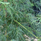 Acer palm. 'Emerald Lace' - 5ltr