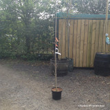 Quercus robur (English oak) - 150/175cm (10L)