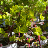 Euphorbia ‘Purpurea’ 3 ltr pot