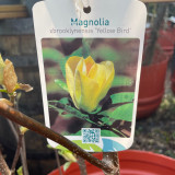 Magnolia 'Yellow Bird' 125-150cm
