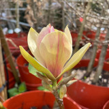 Magnolia 'Sunsation' 150/175cm