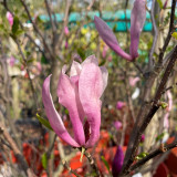 Magnolia 'Shirazz' 125/150cm