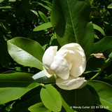 Magnolia 'Virginiana' 150/175cm