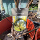 Magnolia 'Yellow Lantern' 100/125cm