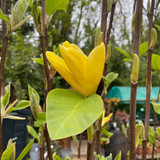 Magnolia 'Daphne' 150/175cm