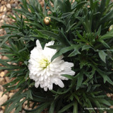 Argyranthemum frutescens white (10.5cm)