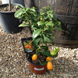 Citrus Kumquat (p15)