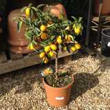 Citrus Kumquat (p22)