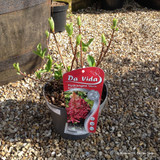 Hydrangea paniculata 'Wims Red' (p19)