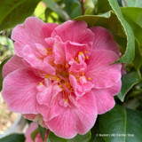 Camellia japonica 'Marie Bracey' 10L