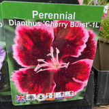 Dianthus 'Cherry Burst' 1ltr