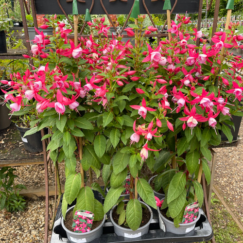 Fuchsia standards - mixed colours - Bunkers Hill Plant Nursery
